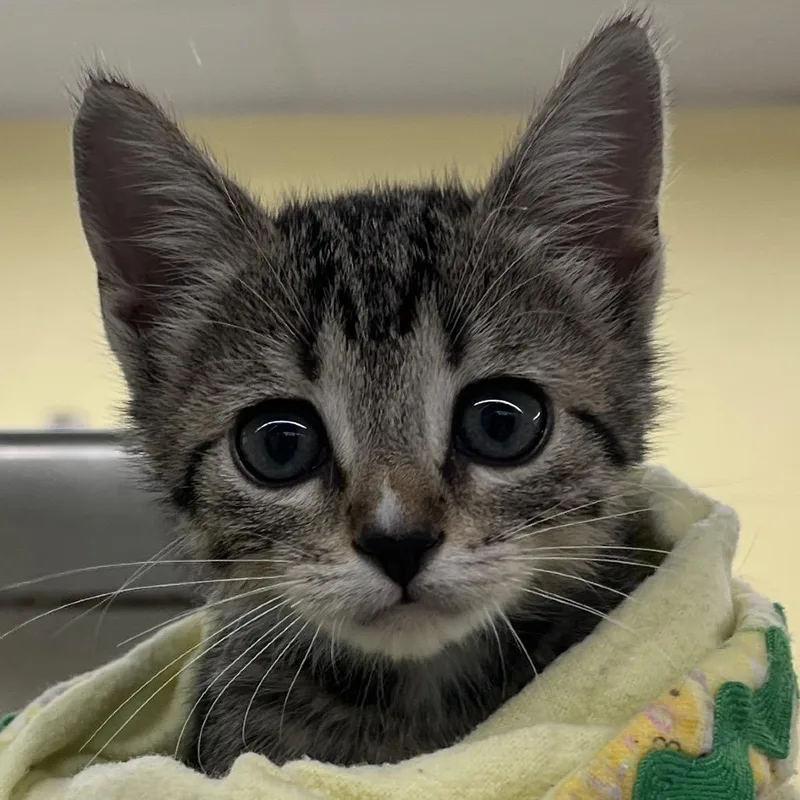 A baby small-sized female Gray / Blue / Silver Domestic Short Hair cat named Chikarita for adoption in West Palm Beach, FL