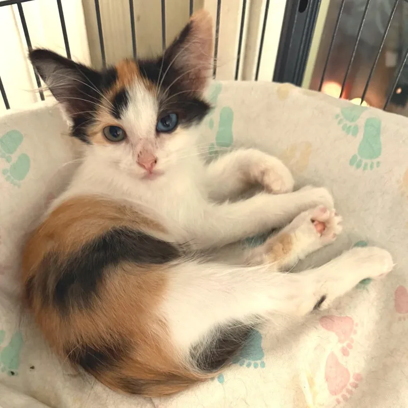 A baby small-sized female Calico Domestic Short Hair cat named Calypso for adoption in Kansas City, MO