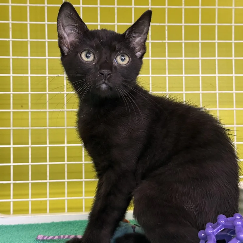 A baby medium-sized female Black Domestic Short Hair cat named Anise for adoption in Intercession city , FL