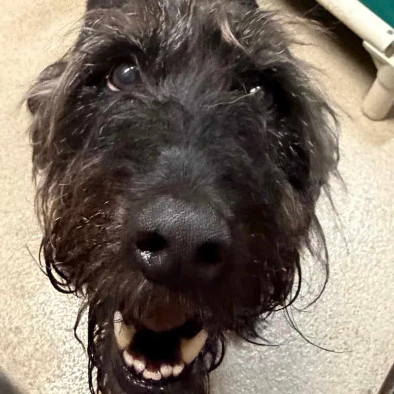 An adult medium-sized male Black Mixed Breed dog named Loki for adoption in Waukesha, WI