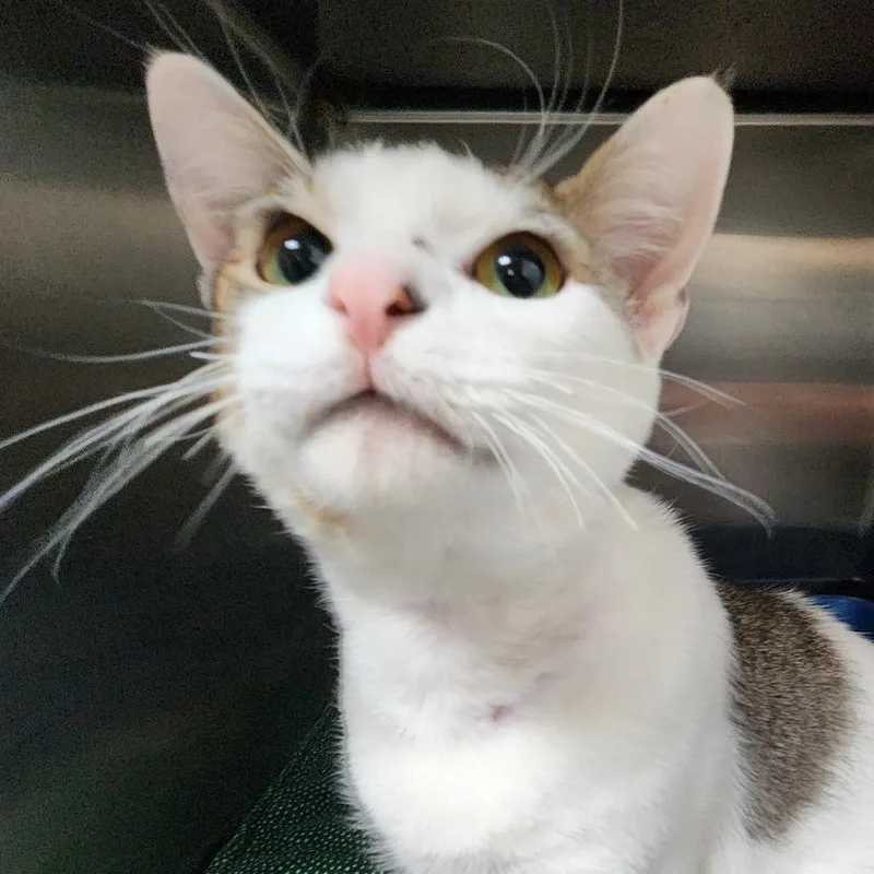 An adult small-sized male White Domestic Short Hair cat named Journey C for adoption in Corsicana, TX