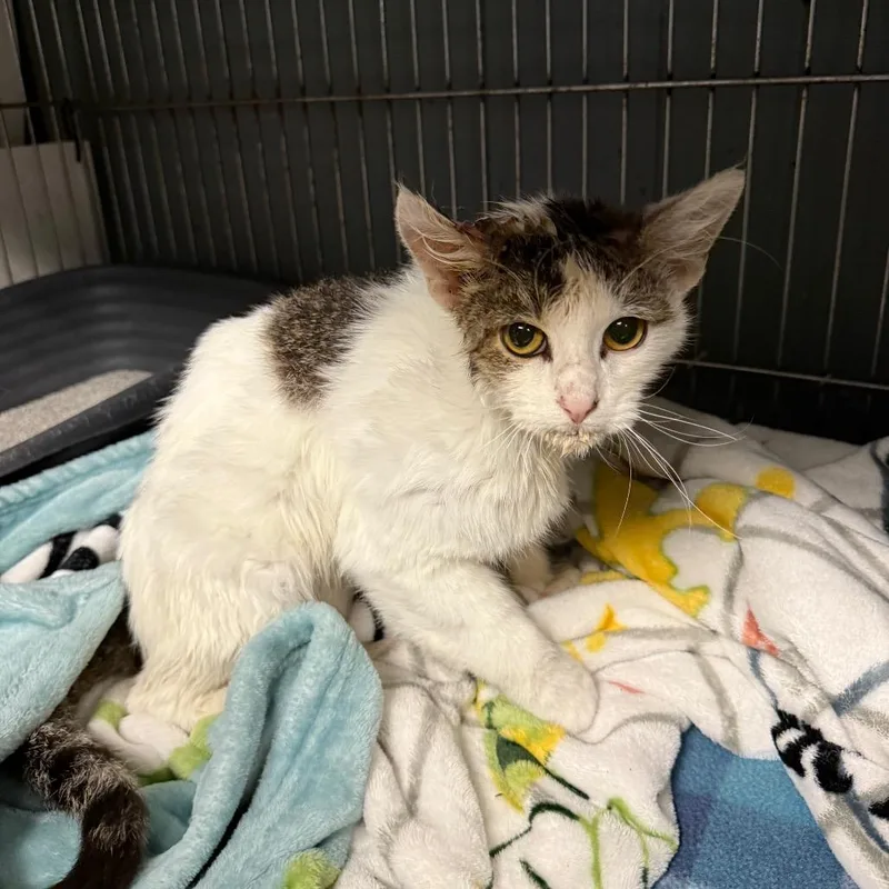 Journey C thumbnail 2