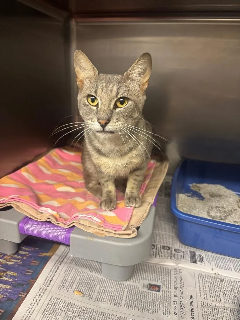 An adult medium-sized male Domestic Short Hair cat named Triton for adoption in Sorrento, LA