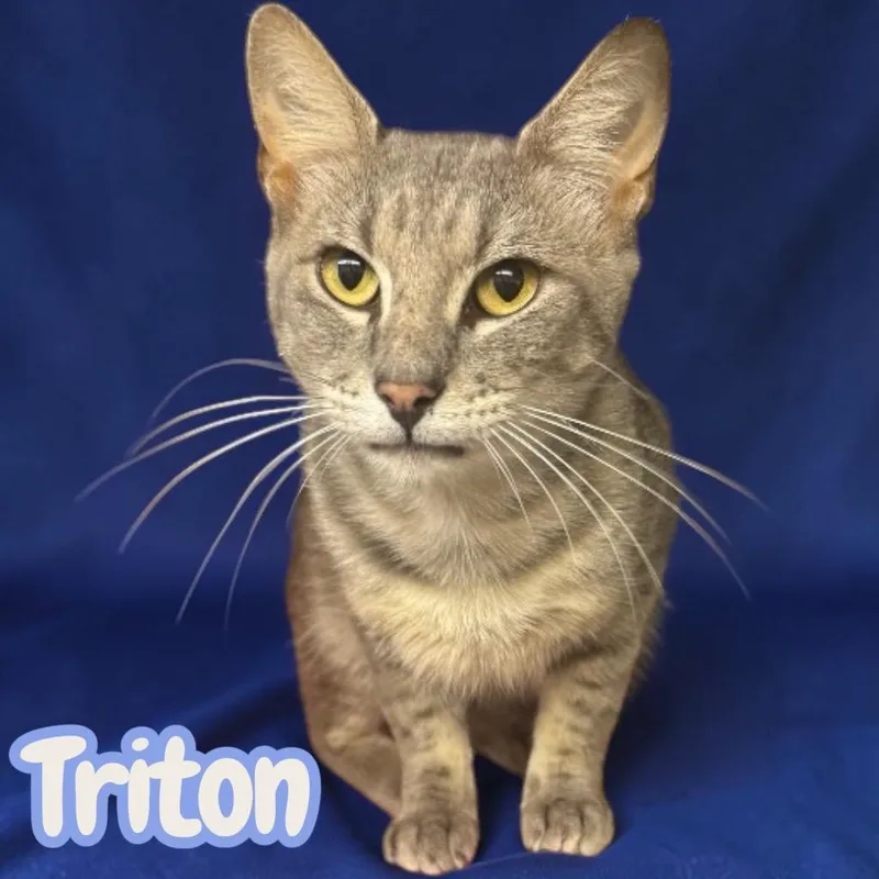 Triton thumbnail 2