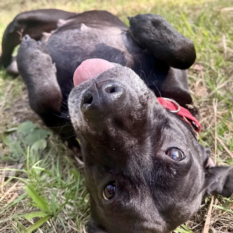 A senior medium-sized female Black Mixed Breed dog named Peaches for adoption in Bradenton, FL