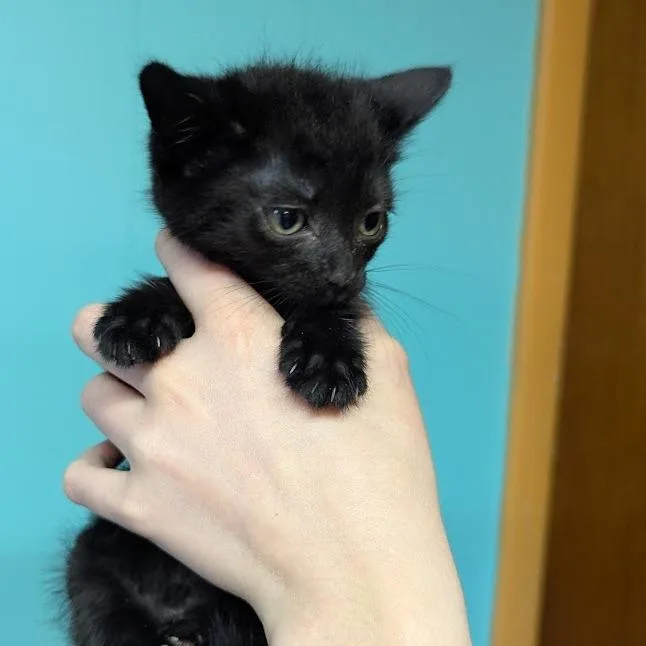 Katy Purry thumbnail 2