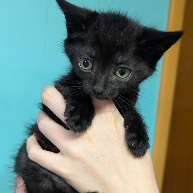 Katy Purry thumbnail 3