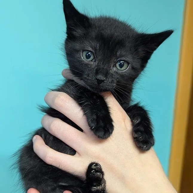 Katy Purry thumbnail 4