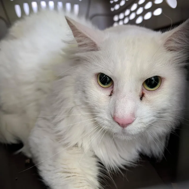 An adult extra large-sized male White Domestic Medium Hair cat named Yeti for adoption in Pasadena, CA