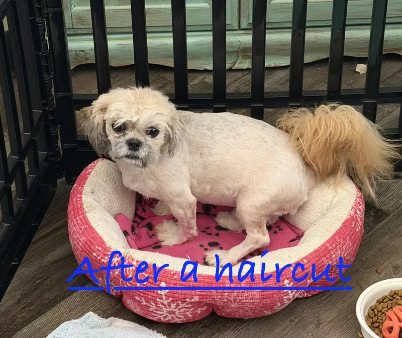 An adult small-sized male Apricot / Beige Shih Tzu dog named Bodhi for adoption in Sequatchie, TN