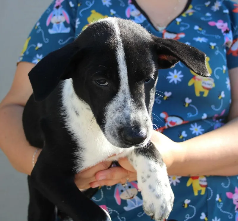 A baby medium-sized female Cattle Dog dog named Tilly for adoption in Vacaville, CA