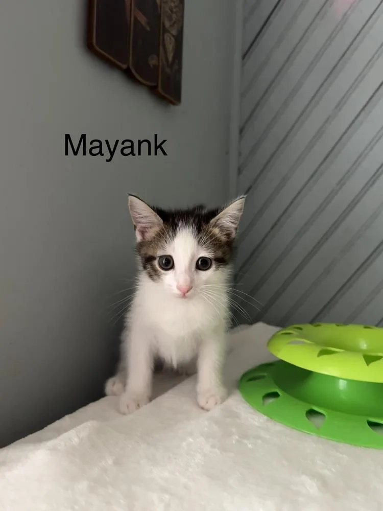 Mayank