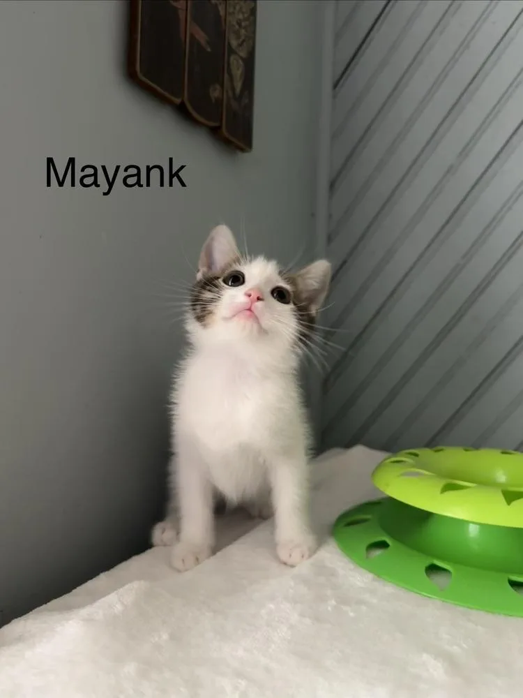 Mayank thumbnail 2