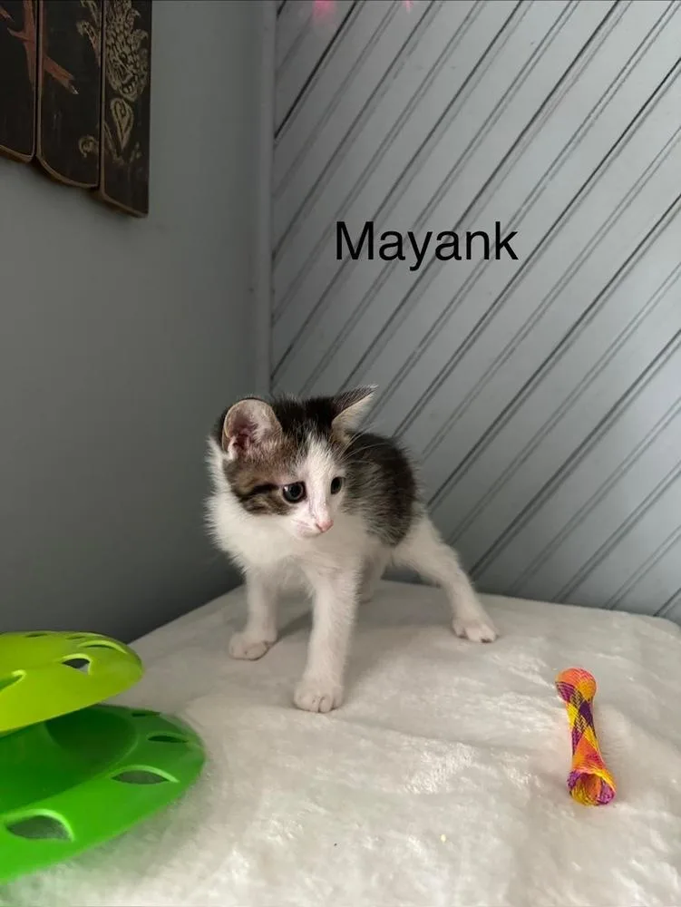 Mayank thumbnail 4