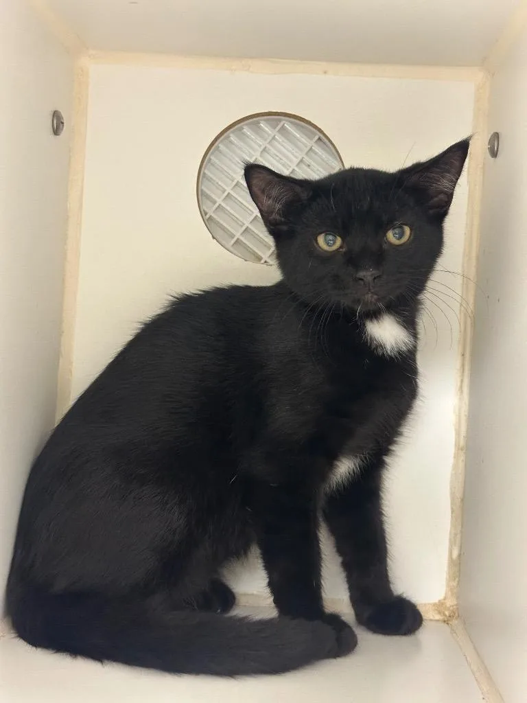 A baby small-sized male Domestic Short Hair cat named Stuffy for adoption in Johnson City, TN
