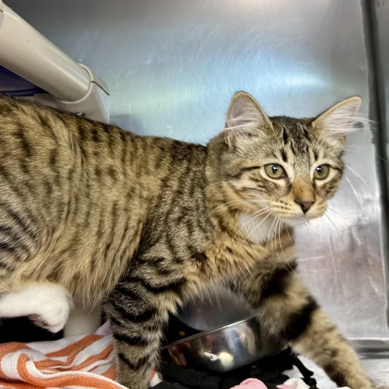 A young medium-sized female Domestic Medium Hair cat named Shrek for adoption in Austin, TX
