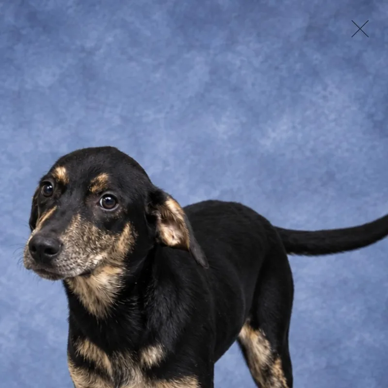 A young large-sized female Labrador Retriever dog named Maggie for adoption in Heber Springs, AR