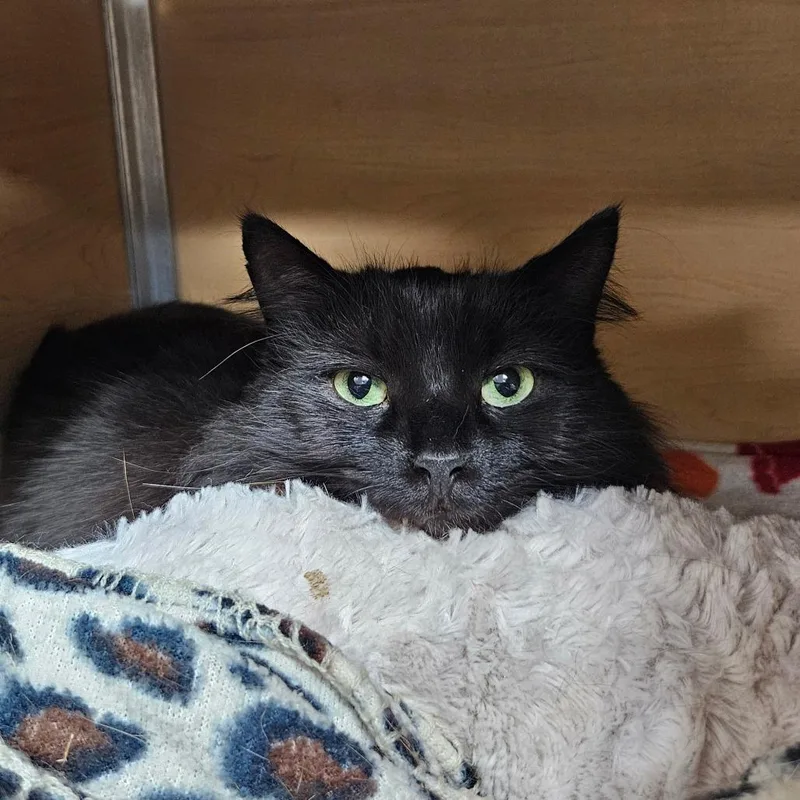 An adult medium-sized male Black Domestic Medium Hair cat named Varric for adoption in Brookfield, WI