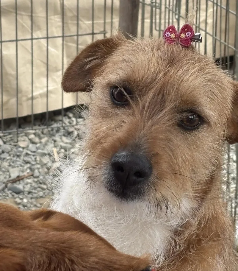 An adult medium-sized female Rat Terrier dog named Willow for adoption in Oakland, CA