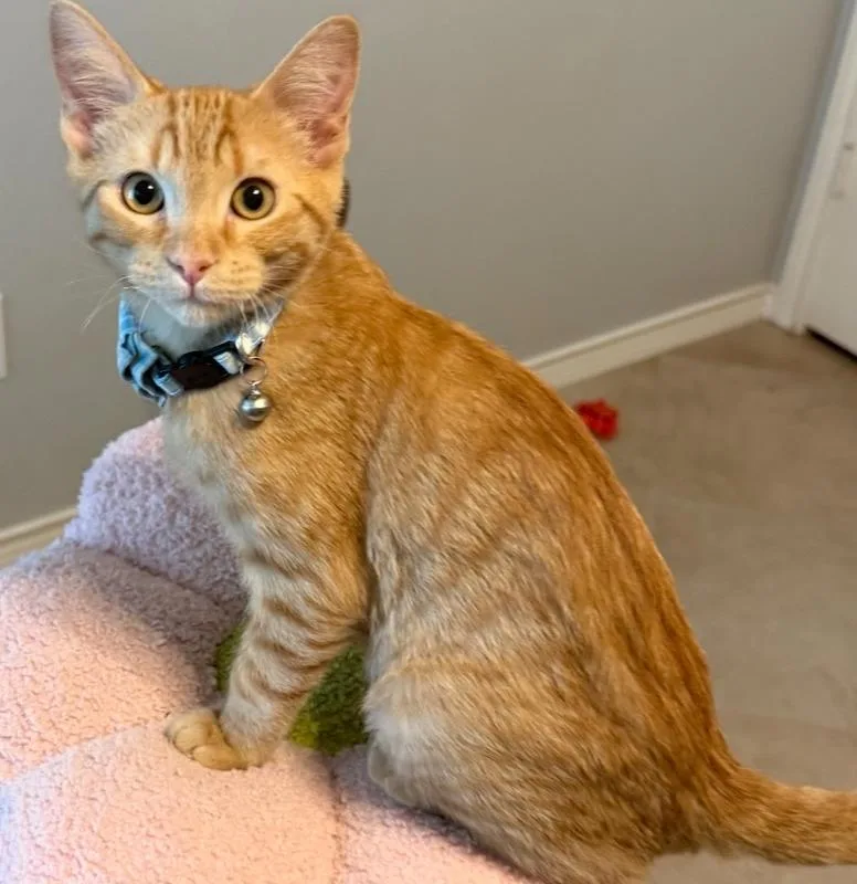 Miso thumbnail 5