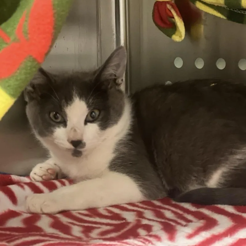 A baby small-sized male Domestic Short Hair cat named Binx for adoption in Port Townsend, WA