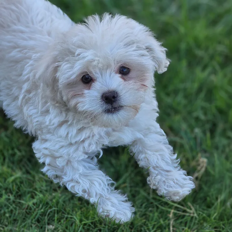 A baby small-sized female Maltese dog named Pizza Pup  Supreme for adoption in San Diego, CA
