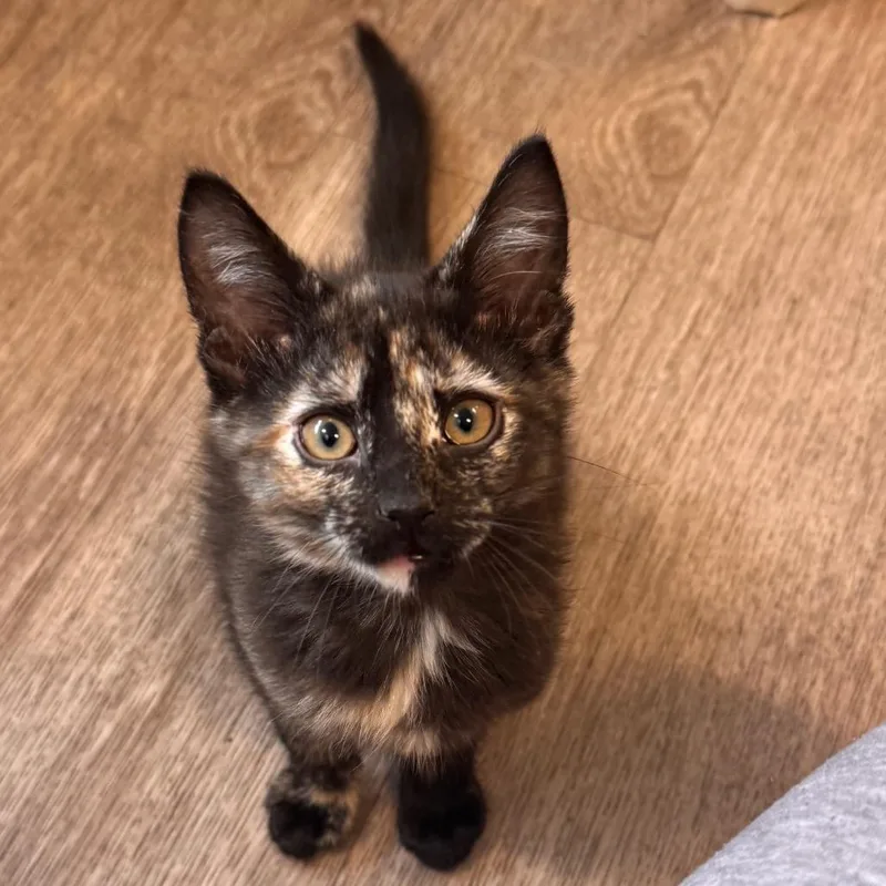 A baby small-sized female Tortoiseshell Domestic Short Hair cat named Cactus Blossom for adoption in Newark, DE