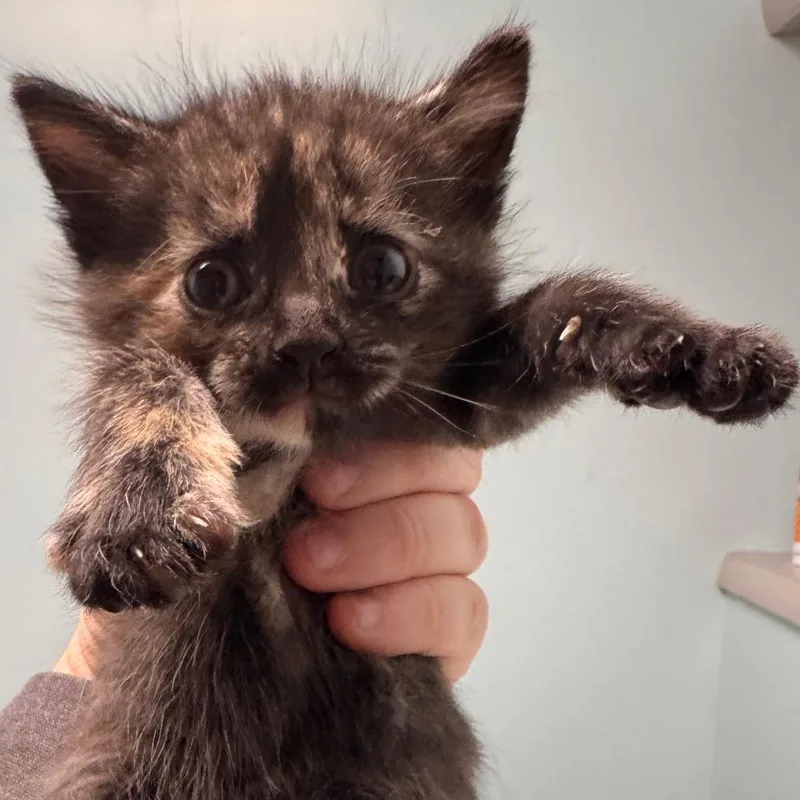 Cactus Blossom thumbnail 2