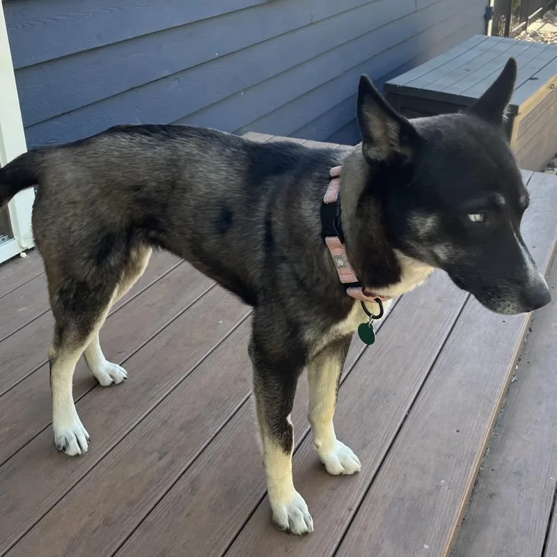 A young medium-sized female Black Mixed Breed dog named Meats for adoption in Buffalo, MN