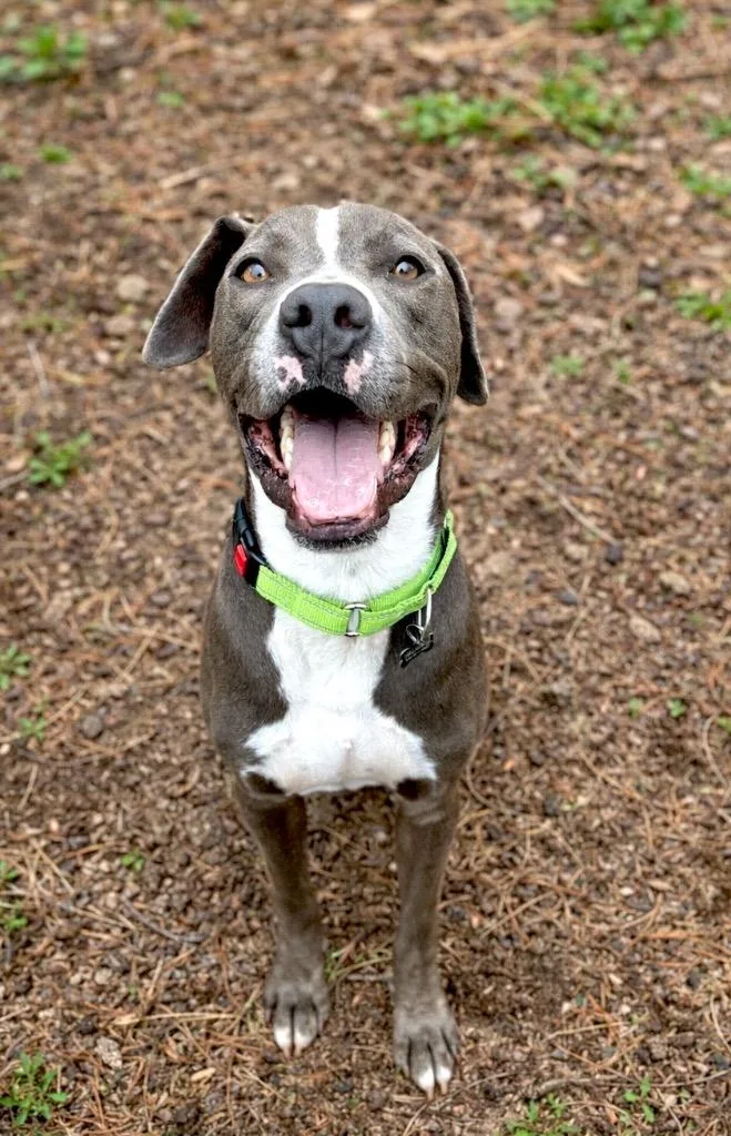 A young large-sized male Pit Bull Terrier dog named Rudy Bama  Local for adoption in Princeton, MA