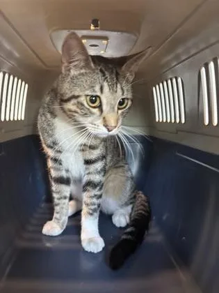 An adult medium-sized male Domestic Short Hair cat named Craig for adoption in West Chester, PA