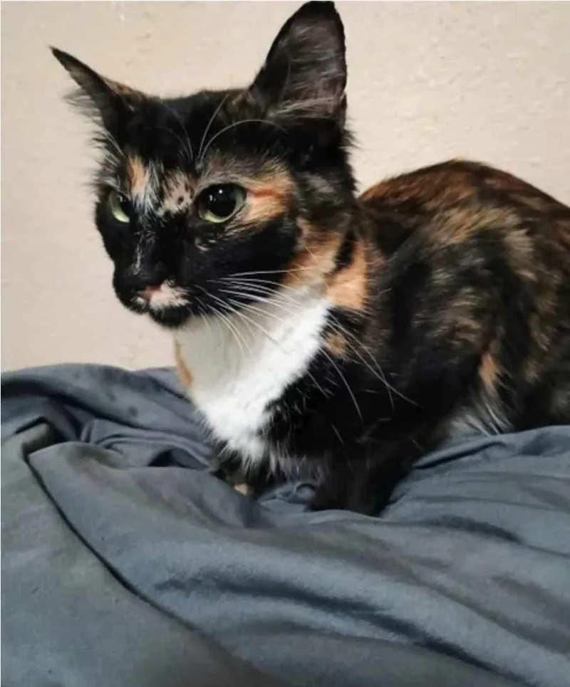 A young medium-sized female Calico Domestic Short Hair cat named Chloe Indoor Only for adoption in Stockton, CA