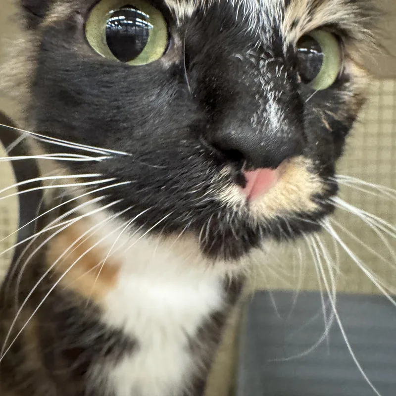 Chloe Indoor Only thumbnail 3
