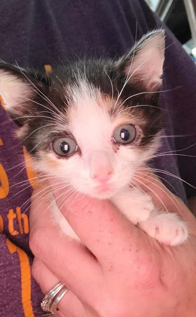 A baby small-sized female Calico cat named Myrtle for adoption in Lewisville, TX