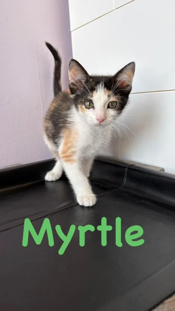 Myrtle thumbnail 3