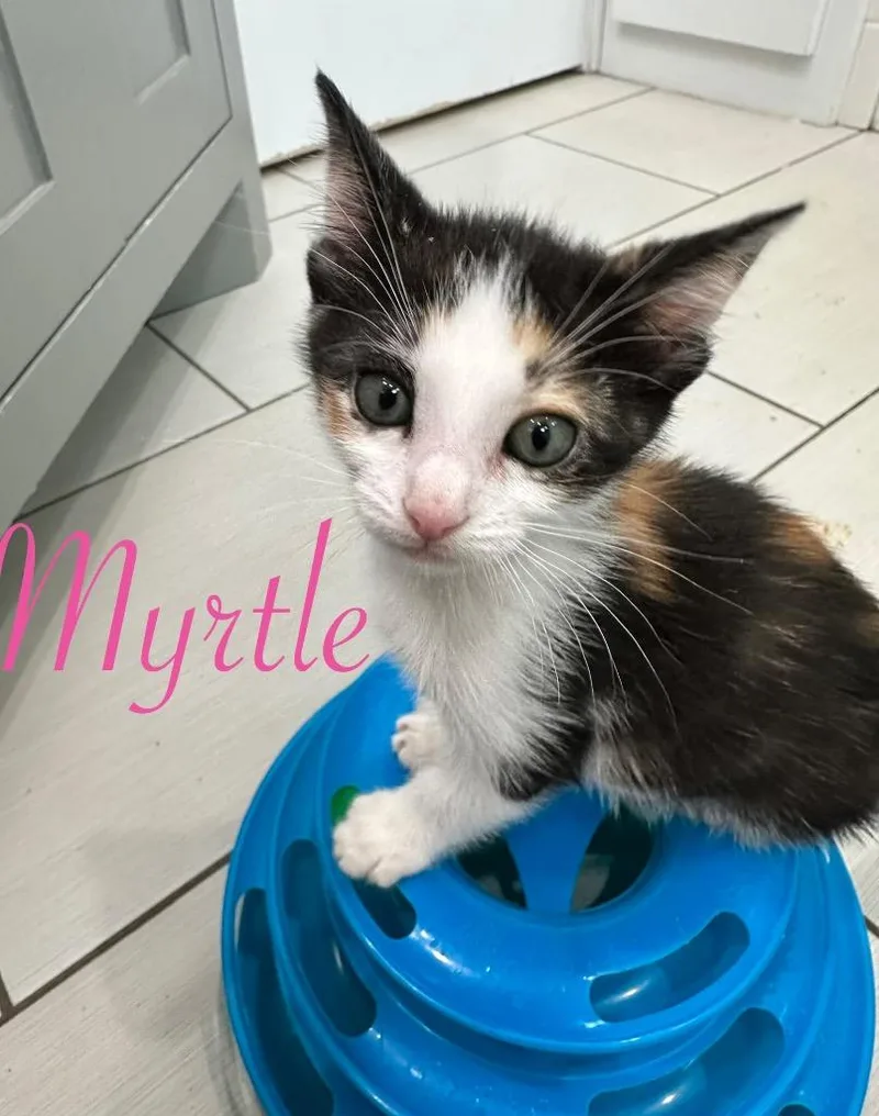 Myrtle thumbnail 5