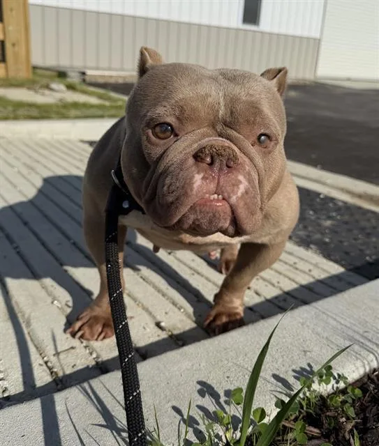 An adult medium-sized female American Bulldog dog named Karma for adoption in Indianapolis, IN