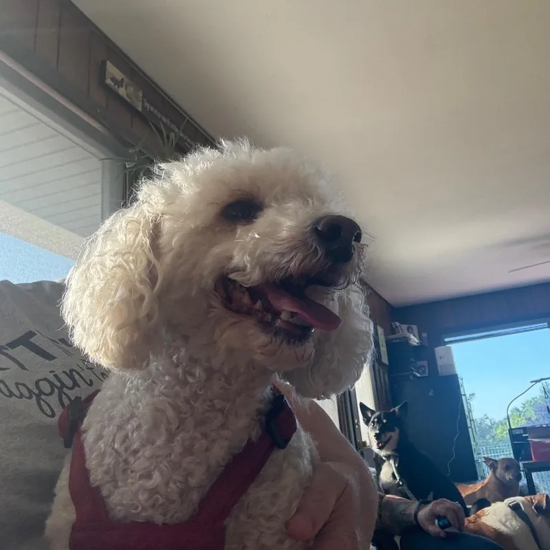 Teddy thumbnail 5