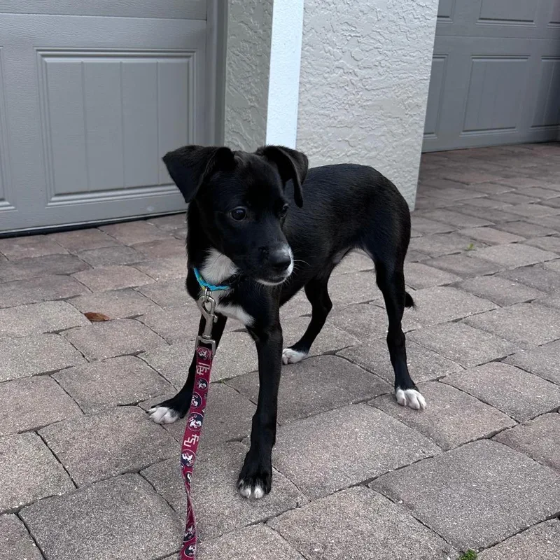 A baby small-sized male Black Mixed Breed dog named Bonito for adoption in Naples, FL