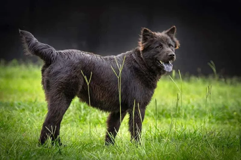 A young medium-sized female Black Chow Chow dog named Layla for adoption in Tomball, TX