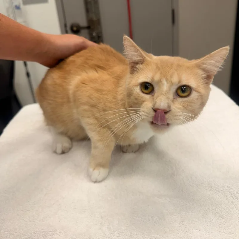 A young small-sized male Cream / Ivory Domestic Short Hair cat named Chip for adoption in Sand Springs, OK
