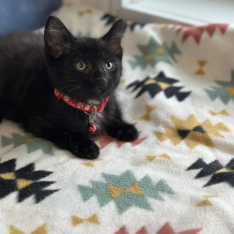 A young medium-sized male Black Domestic Short Hair cat named Percy for adoption in Clinton, IL