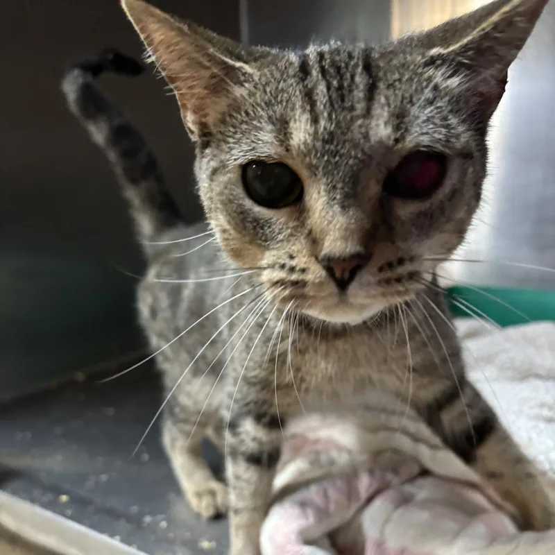 An adult small-sized female Domestic Short Hair cat named Engine for adoption in Enterprise, AL