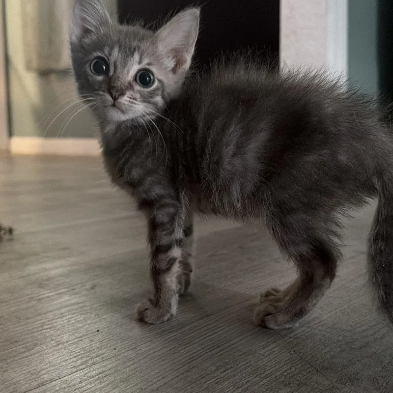 A baby medium-sized male Domestic Short Hair cat named Jack Jack for adoption in Tampa, FL