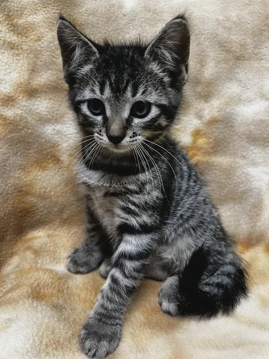 A baby small-sized male Domestic Short Hair cat named Catpurrnicus for adoption in Jackson, MI