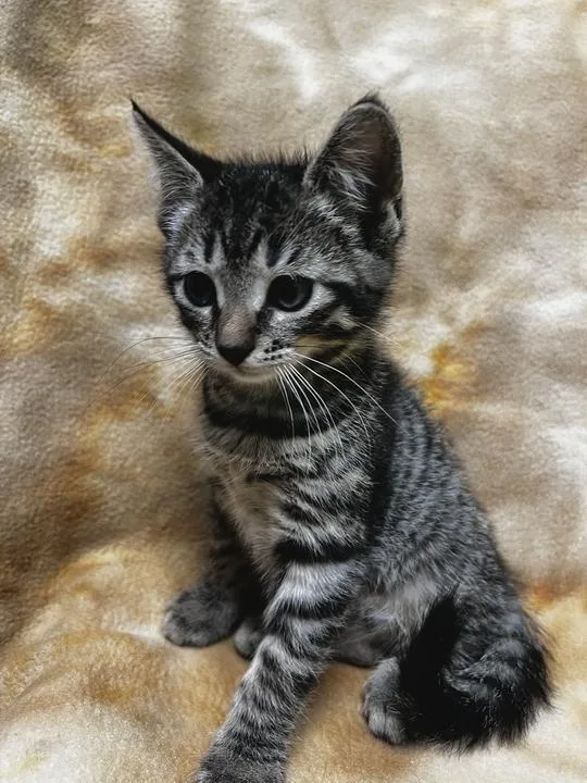Catpurrnicus thumbnail 2