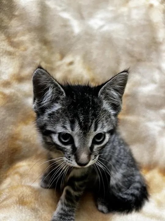 Catpurrnicus thumbnail 3