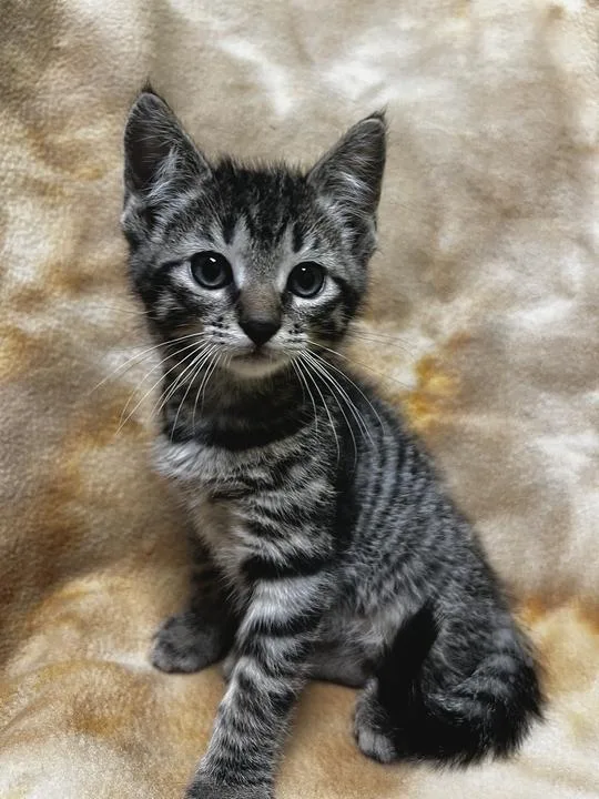 Catpurrnicus thumbnail 4
