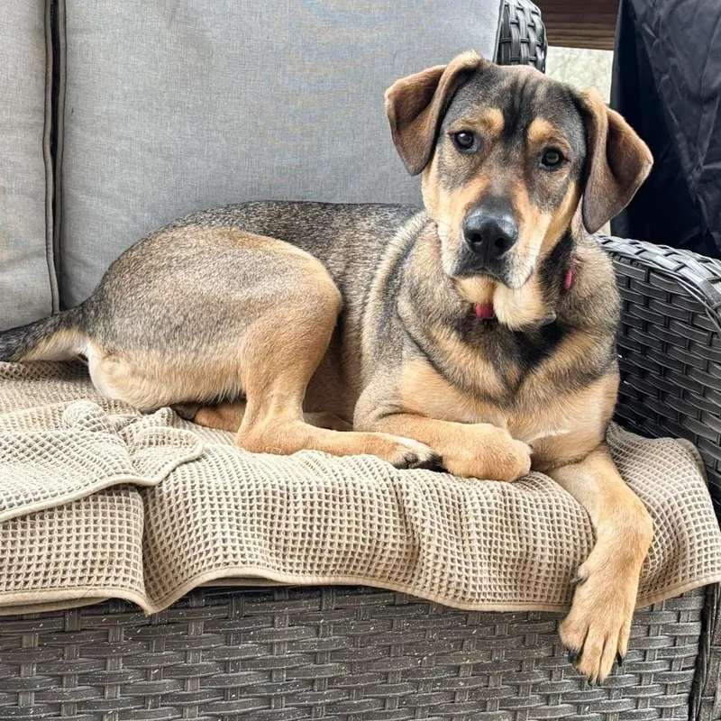 A young medium-sized male Tricolor (Brown, Black, & White) Shepherd dog named Wiley for adoption in Albany, NY