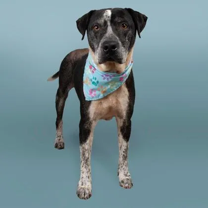 A senior small-sized male Mixed Breed dog named Doug Grave for adoption in East Smithfield , PA